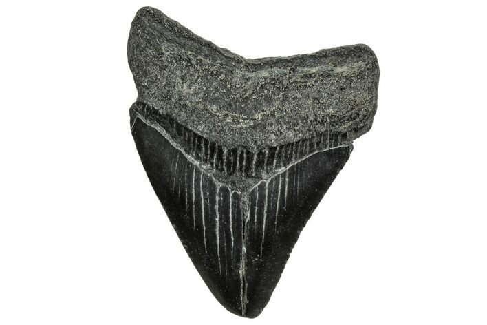 Juvenile Megalodon Tooth - South Carolina #328489